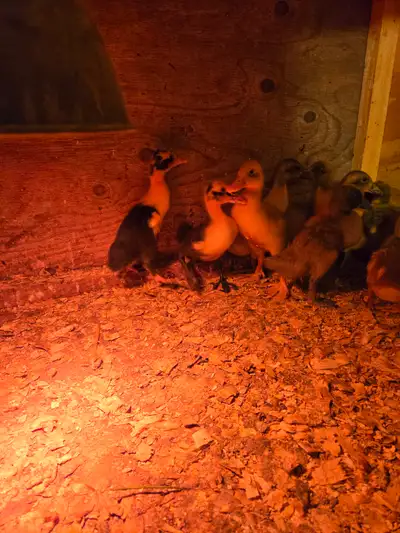 Runner  ducklings, View more