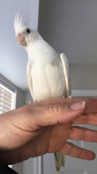 Just weaned Gorgeous Whiteface Pearl Pied cockatiel