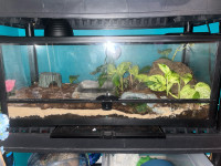 2 male leperd geckos sold separately with cage