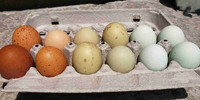 Multi coloured hatching eggs! 