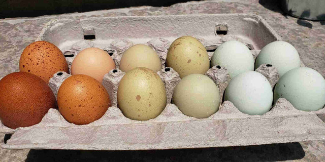 Multi coloured hatching eggs!  in Livestock in Hamilton