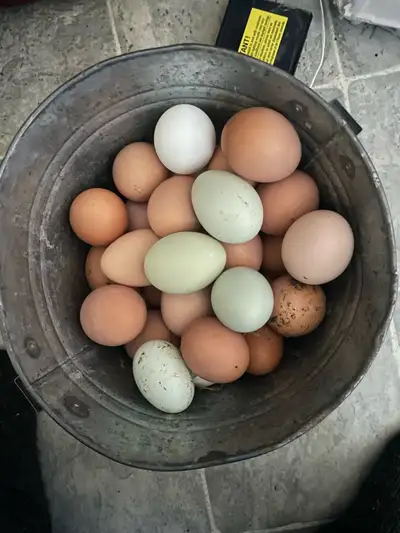 farm eggs, View more