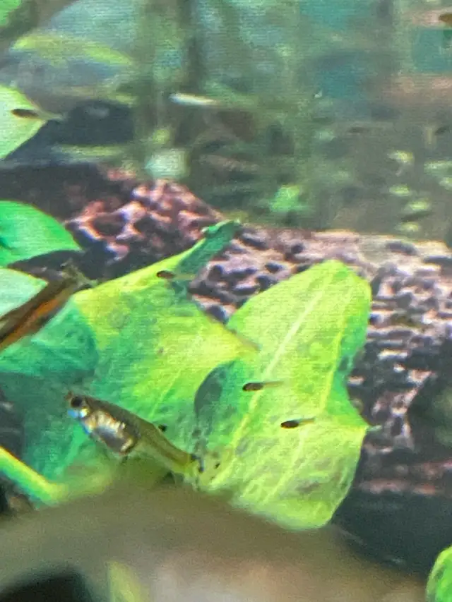 Assorted baby guppies in Fish for Rehoming in Kingston - Image 3