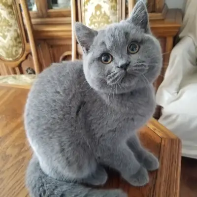 Scottish Straight Blue shorthair kittens registered with CCA/AFC, View more