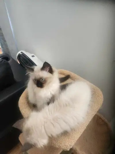 Chaton femelle Himalayen de deux mois vermifugée non vaccinée