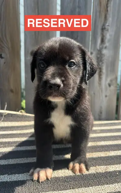 Adorable Puppies, View more