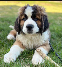  1 sweet St-Bernese puppy READY TO GO