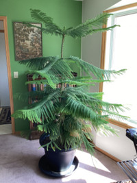 6 foot Norfolk Pine