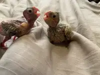 Hand fed cockatiel babies 