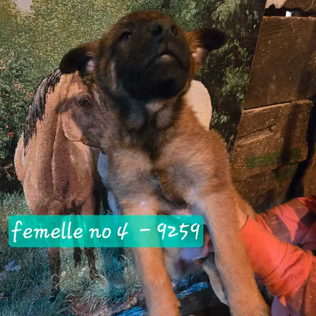 Beautiful Belgium Malinois  Dark Puppies  Magnifiques Malinois in Dogs & Puppies for Rehoming in Laval / North Shore - Image 9
