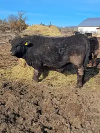 Butcher Yearling Bull