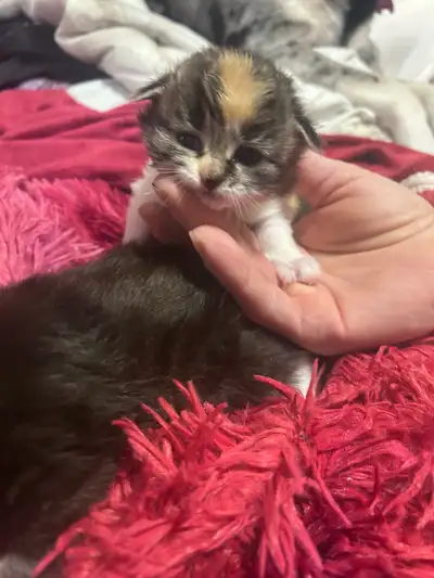 I have 2 gorgeous kitty’s left Calico female has been sold Born March 7th Black and white - girl Bla...