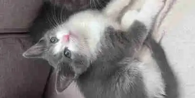 **Chatons à vendre** Nous proposons à la vente des chatons sevrés et vermifugés, nés de parents affe...