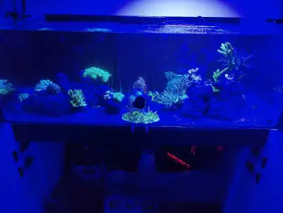 Coral Frags For Sale, View more