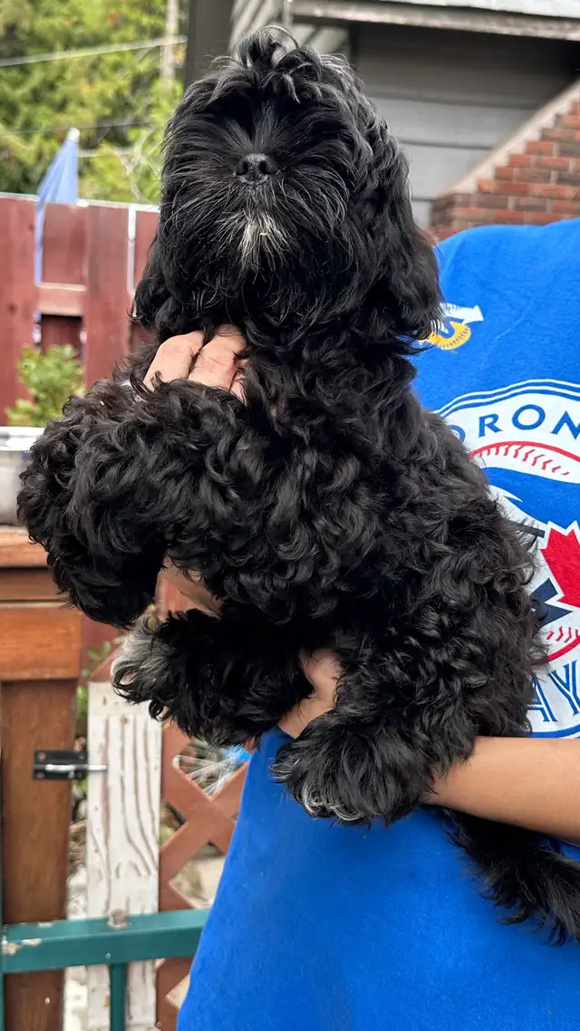Shih tzu puppies 2 left in Dogs & Puppies for Rehoming in Vernon - Image 8