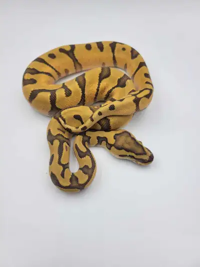 super enchi hypo het pied, View more