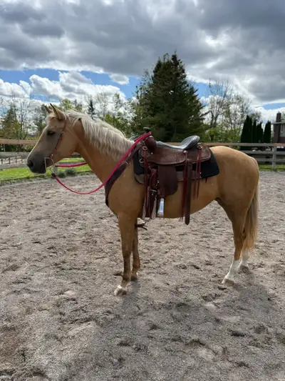 Outside of my Training program I also run a sales program. If you are looking to sell your horse wit...
