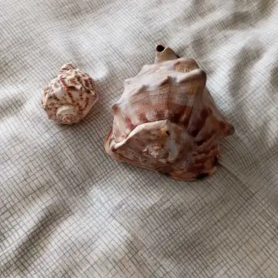 large and small Seashells for sale , View more
