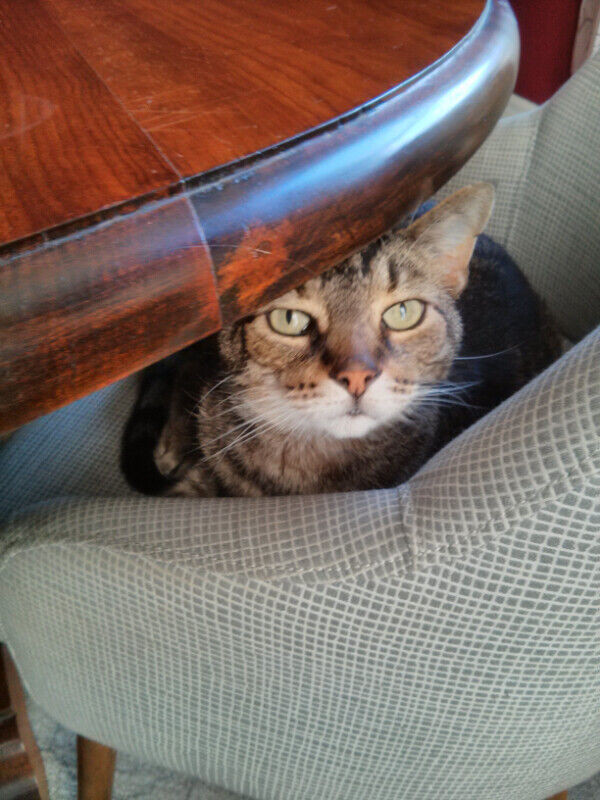 CAT VISITS & CAT SITTER - Richmond Hill, Oak Ridges, Thornhill in Animal & Pet Services in Markham / York Region - Image 2