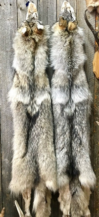 Want your fur bearing animals tanned . Call