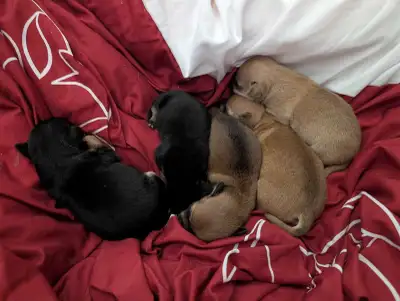 Tiny Chihuahuas, Big HeartsAvailable soon, View more