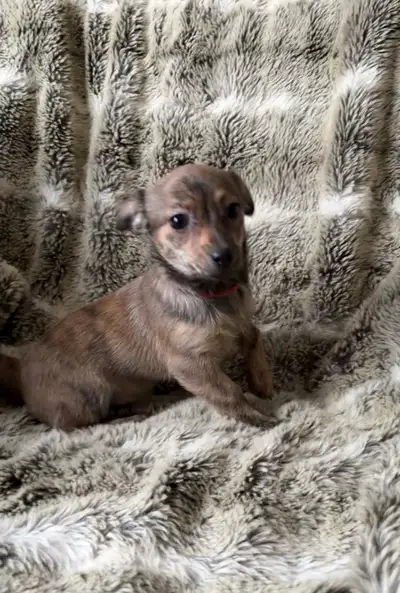 chihuahuax, View more