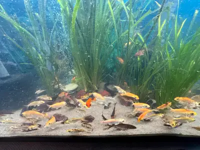 Baby koi 2-3" 10-15$ each ........ YouTube: https://youtu.be/XVKE8N9mRZA?si=9-QkdB5Lp0M1WKBk