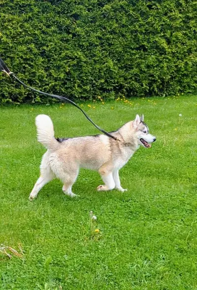 Chiots husky sibérien pure race, View more