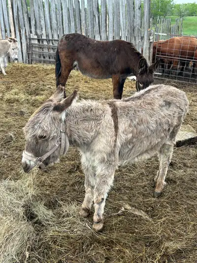 Gelded male donkey for sale. He is good with sheep and cattle. Looking for 900 or best offer. Sellin...