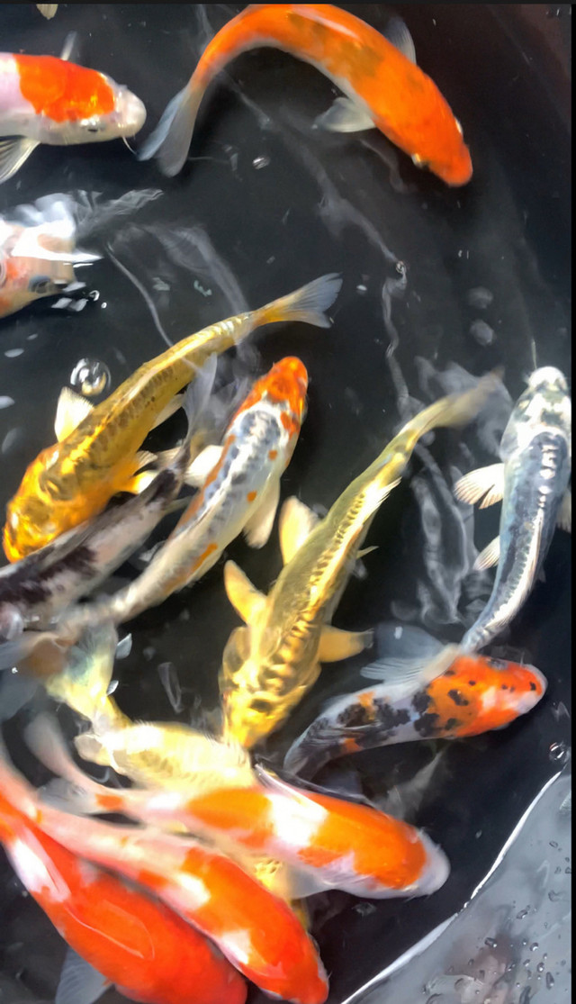 Butterfly Koi $15 each &  4-1/2 inch•Japanese koi $35each in Fish for Rehoming in Windsor Region - Image 4