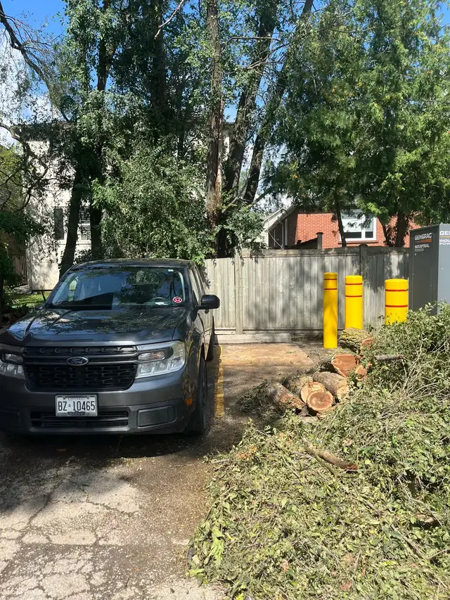 Tree Removal | Pruning | Fully Insured | (416) 206-1460 in Lawn, Tree Maintenance & Eavestrough in City of Toronto - Image 5