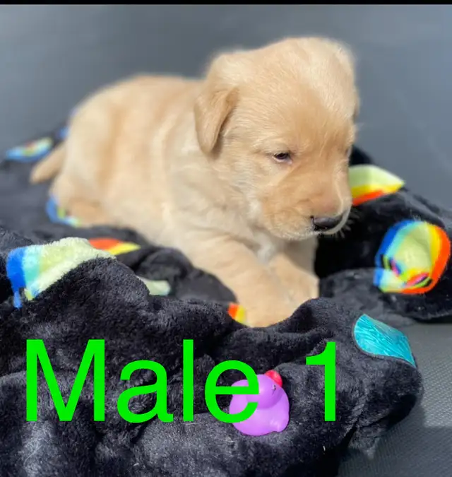 ❤️lab puppy’s❤️ in Dogs & Puppies for Rehoming in Strathcona County - Image 2