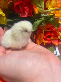 Baby chick educational experience