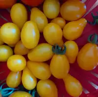 Yellow cherry tomato seedlings.