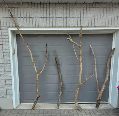 Très long bois flotté Very Long Driftwood pieces, View more