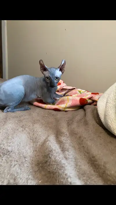 Chatons sphynx Elf stérilisées prêt à partir, Voir plus