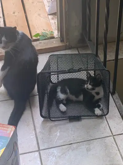 female kitten for sale , View more