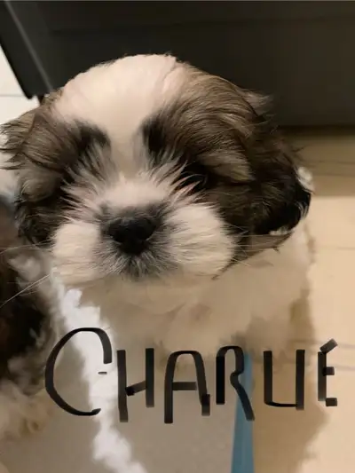 Shihtzu male pup, View more