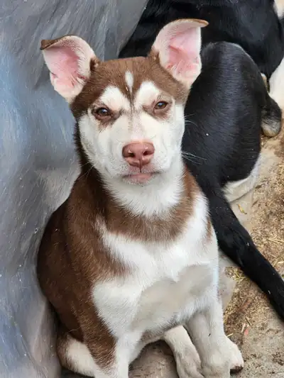 Chiot 4mois et 2 Belles femelles husky 1an ,propre et dresser, View more