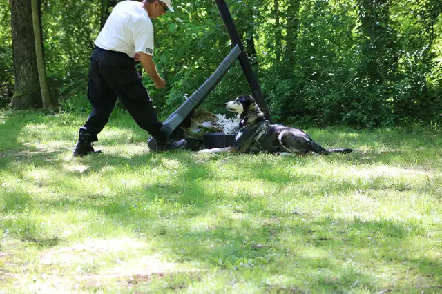 Canine Training Service dog to search dogs in Animal & Pet Services in Kitchener / Waterloo - Image 6