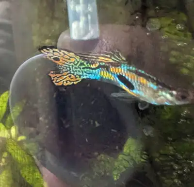 $3 each Fancy guppies and endler guppies!! Male and female available. Females are all pregnant. Appr...