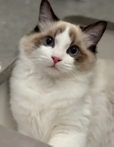 Race：Purebred Ragdoll Couleur：Seal, bleu avec des yeux bleus frappants Personnalité：Gentil, affectue...