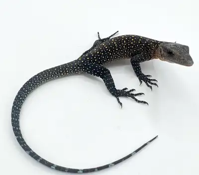 Baby Indonesian Monitor, View more