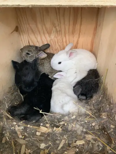 I have 6 new bunny’s for sale The mother is New Zealand California mix and the father is pure bred F...