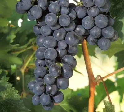 Fredonia sweet organic hardy black grapes, View more