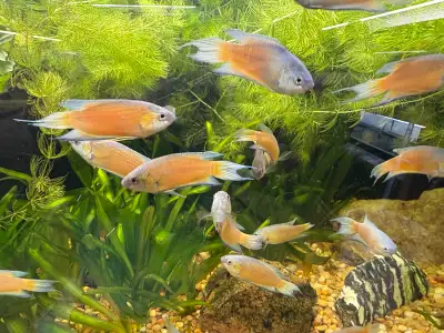 Blue fin Flame Paradise Fish, View more