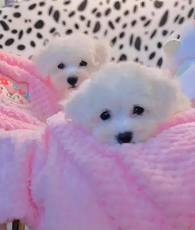 Gorgeous Purebred Bichon Frise puppies, View more