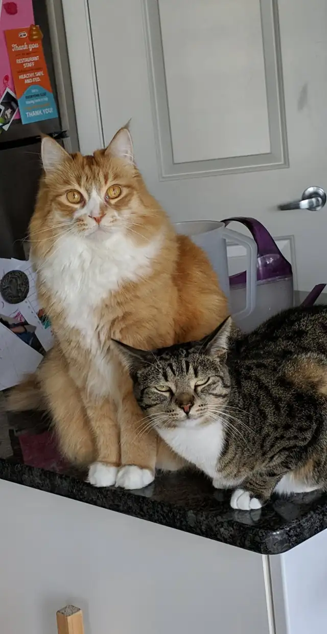Looking to Rehome a Ragdoll-Maine Coon Male Cat (8 years old)