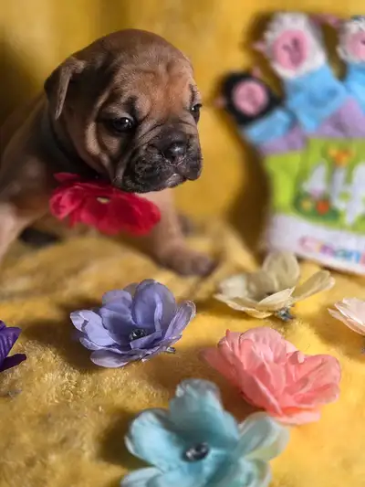 bulldog victorien x bulldog francais, View more