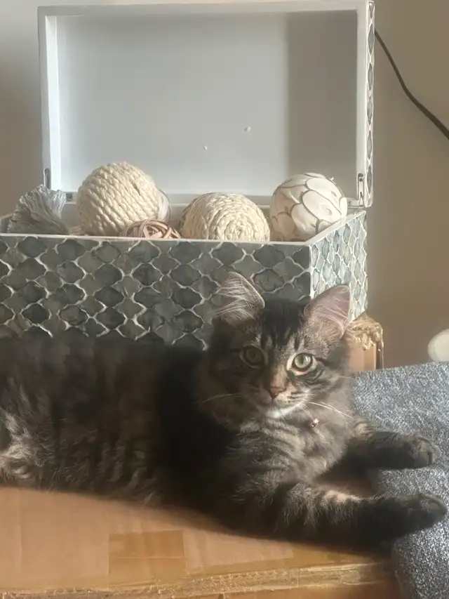 Two brother and sister- 5month old with all shots. Half ragdoll.